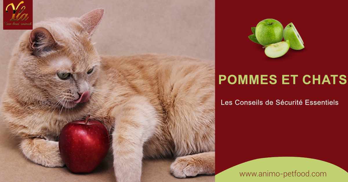 pommes-et-chats-conseils-de-securite-essentiels